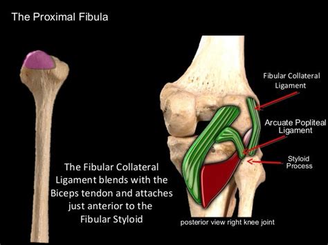 Fibular Head Anatomy