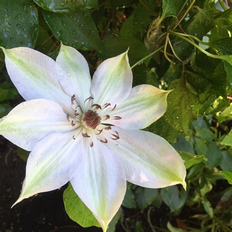 Clematis Henryi Lovely In The Silver Garden Heirloom Roses All