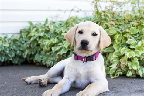 Labrador retriever puppy for sale in waterfall for $1000 that was born on monday, september 10, 2012 posted by sideling hill labradors fix, kristi. Female Yellow Lab Puppy Sadie - Placed - Puppy Steps Training