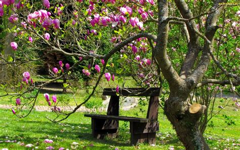 Tapety Zdjęcia Ławka Wiosna Drzewo Magnolia Park