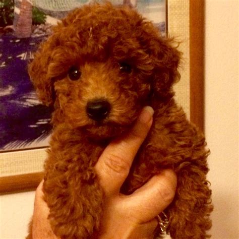 Red Toy Poodle Puppies For Sale 4 Red Apricot Toy Poodle Puppies For