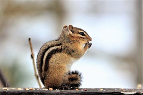Do Chipmunks Hibernate In Winter Westchester Wildlife