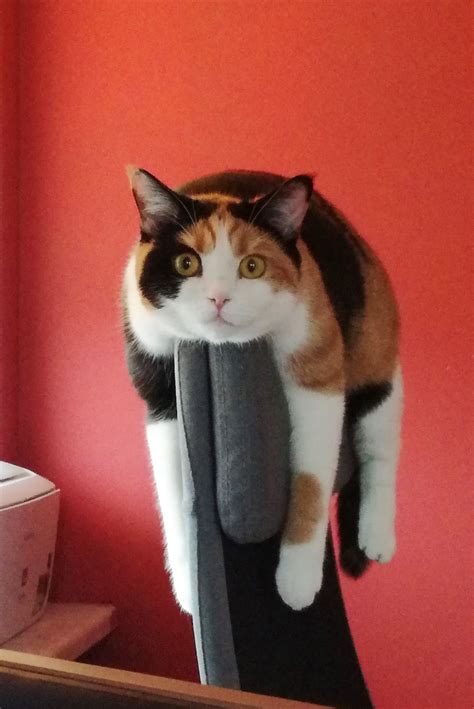 Meet Asami Our British Shorthair Calico With Weird Resting Habits All