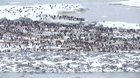 Adélie Penguins Have Been Found In The Southern Ocean Around Antarctica