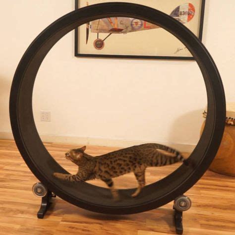 Cool cat shelves you can make for your kitty 2. Details about Cat Treadmill Exercise Wheel Toy Play Kitty Running Indoor Indoor Treadwheel USA ...