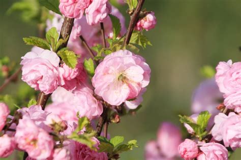 Check spelling or type a new query. Dwarf Flowering Almond Plant: Care and Growing Guide