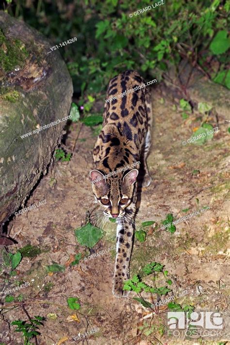 Margay Cat Leopardus Wiedi Adult Stock Photo Picture And Rights