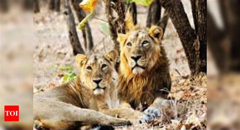 Higher Mortality In Lions Than Tigers Ahmedabad News Times Of India