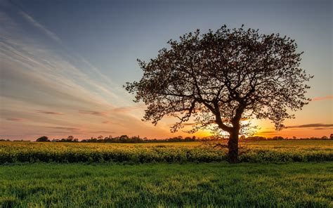 Grassland Sunset