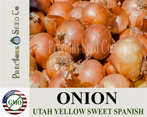 Heirloom Onion Seeds Utah Yellow Sweet Spanish Etsy