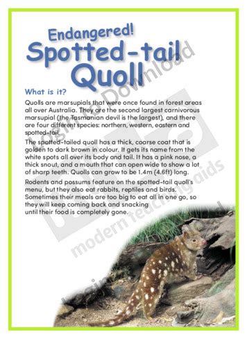 Lesson Zone Au Spotted Tail Quoll