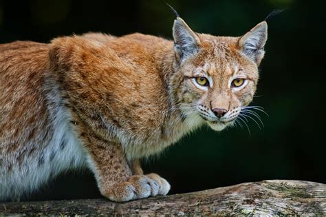 34 Images Of Lynx Cats Rare Gallery Hd Wallpapers