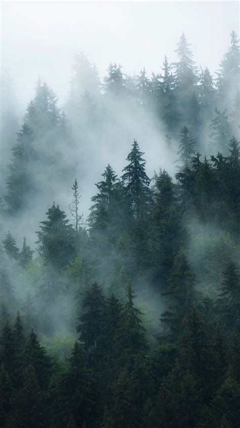 Foggy Forest Background Forest Wallpaper Foggy Forest Forest