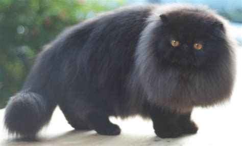 An Amazing Black Persian With A Fresh Groom Persian Cat Cats Cat