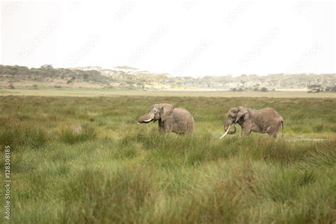 Migrating Couple Of Elephants Hunted For Their Ivory African Savanna