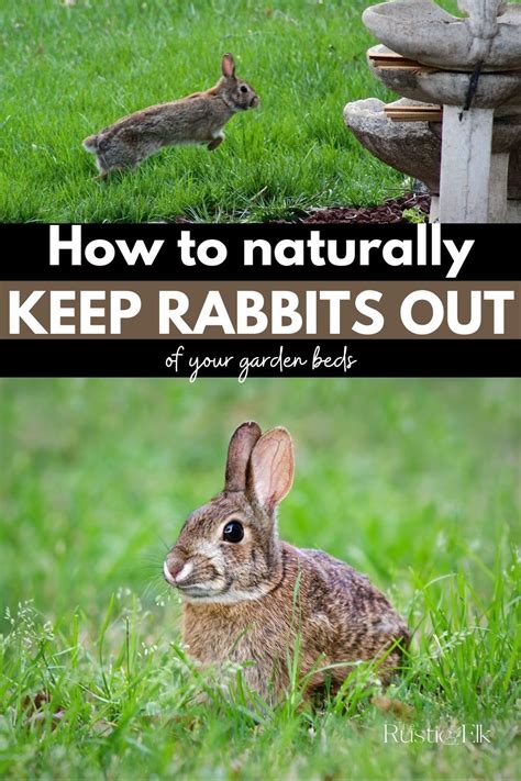 6 natural ways to repel rabbits from the garden rabbit resistant plants rabbit repellent