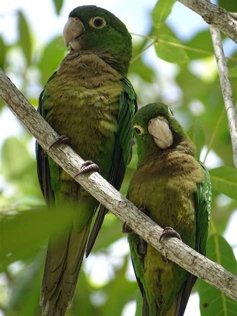 Jamaican Parakeet