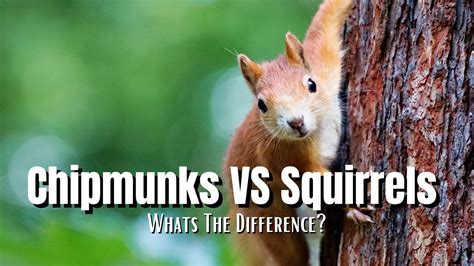 Chipmunks Vs Squirrels Whats The Difference Youtube