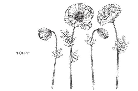 Poppy Flower Drawing Illustration Black And White With Line Art On