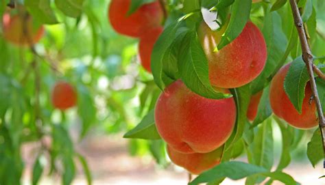The Best Fruit To Grow In Your Garden