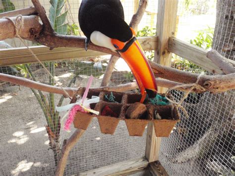 Level 2 Foraging For Toucans Adventures In Toucanland