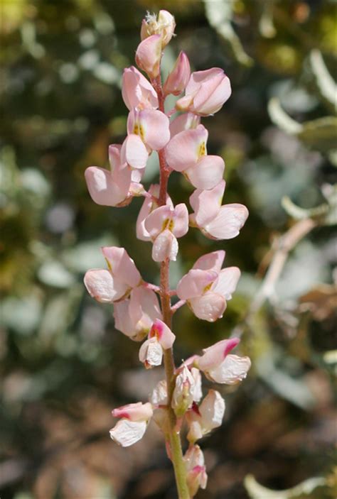 2 day free shipping on 1000s of products! Lupinus arizonicus - Arizona Lupine - Southeastern Arizona ...