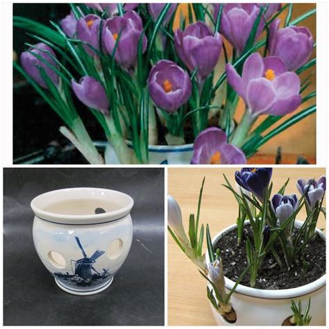 Garden And Outdoors Indoor Glass Vase Crocus Growing Kit Complete With