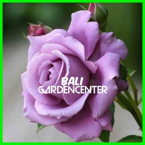 Ini dapat membantu anda mengenali nama pasti jenis bunga atau tanaman hias tertentu. Paling Bagus 25+ Gambar Bunga Warna Purple - Gambar Bunga ...