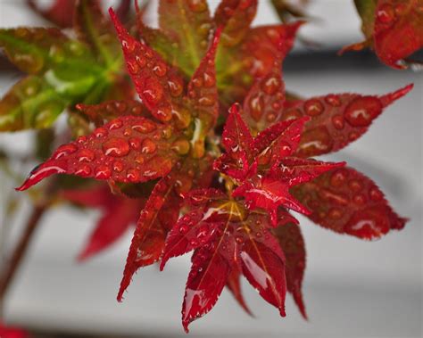 Oshio beni is a considered a favorite upright tree among japanese maple enthusiasts. Beni Hoshi Japanese Maple | Jacqueline Becker | Flickr