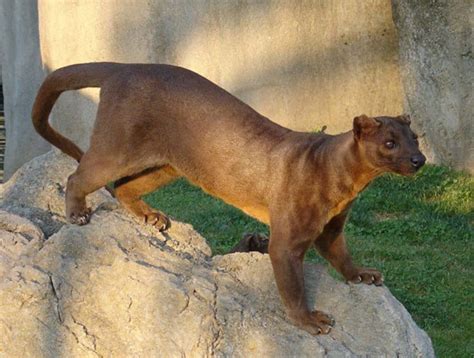 15 Of The Weirdest Animals In The World