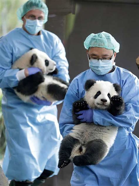 Berlin Zoos Panda Twins Take Their First Public Tumbles News Photos