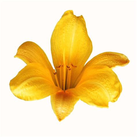 May 06, 2021 · only yellow flowers will do after months of dreary gray skies and dirty snow on the ground. Flowers That Are Similar to Tulips | Home Guides | SF Gate