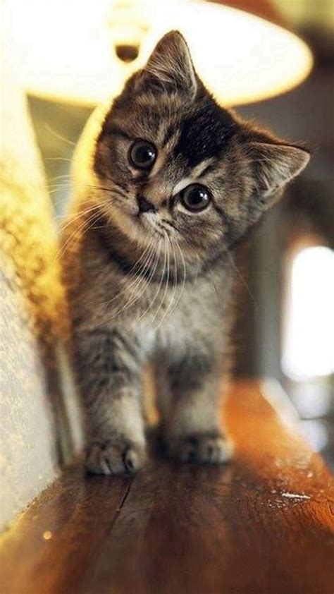 Cute Cat Wallpaper iPhone - 2018 iPhone Wallpapers