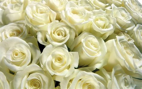 White Rose Backgrounds Wallpaper Cave