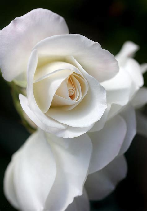 White Rose Petals Photograph By Jennie Marie Schell Fine Art America