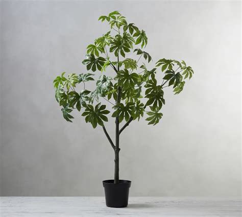 Refresh your outdoor living space with our elegant garden furniture and accessories. Potted Umbrella Tree | Pottery Barn