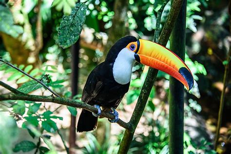 Toco Toucan Facts Animals Of South America Worldatlas