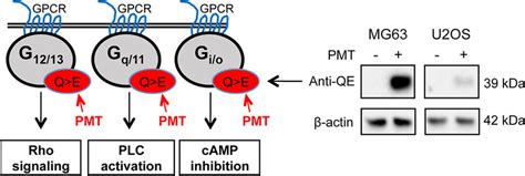 Pmt Activates G Alpha Subunits A Schematic Representation Of General
