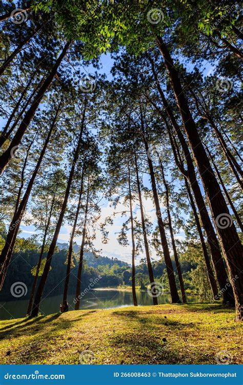Fair Light From The Sun And Shadow Of The Pine Trees In Afternoon At