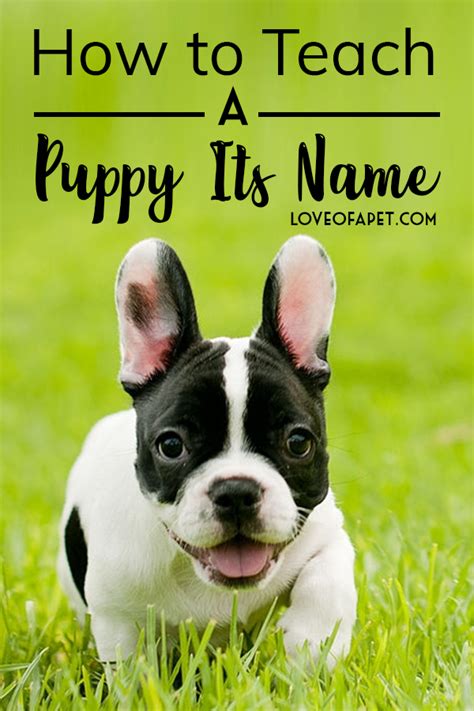 How To Teach A Puppy Its Name In 9 Easy Steps Love Of A Pet Puppies