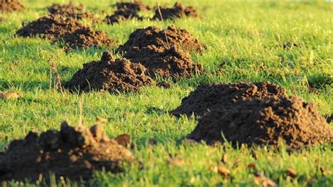 Whats Digging Holes In My Yardand How To Stop It Backyard Overhaul