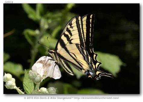 Papilio Rutulus Western Tiger Swallowtail