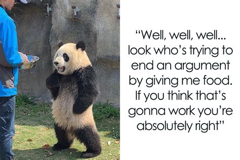 hülye fátyol repülő sárkány panda meme énekel könnyű elolvasni vár
