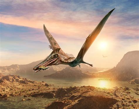 Argentinas ‘dragon Of Death South Americas Largest Pterosaur