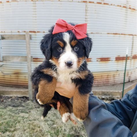 About Bernese Mountain Dogs — Blackwood Acres Kennels Bernese