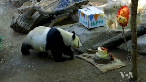 Rare Giant Panda Celebrates Her Birthday