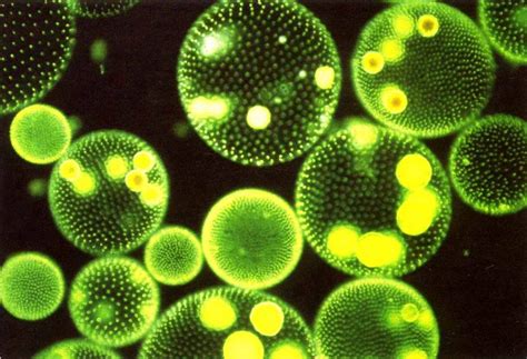 Marine Phytoplankton Powerful Healing Properties Marine Phytoplankton