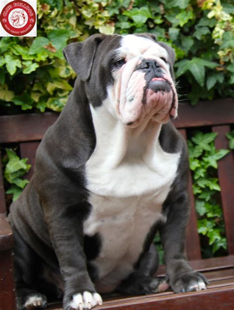 The following photographs will show you bubbles and ghost on the porch. Cute Black colored English Bulldog | Club Bulldog