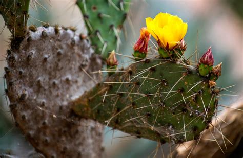 Why A Prickly Pear Cactus Is Oozing A White Substance Daily News