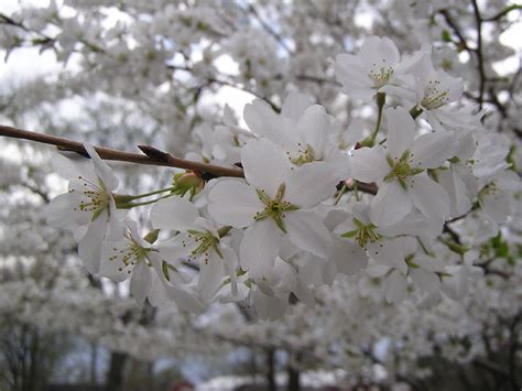 Maybe you would like to learn more about one of these? Flowering Pear Tree. Beautiful! | Flowering pear tree ...